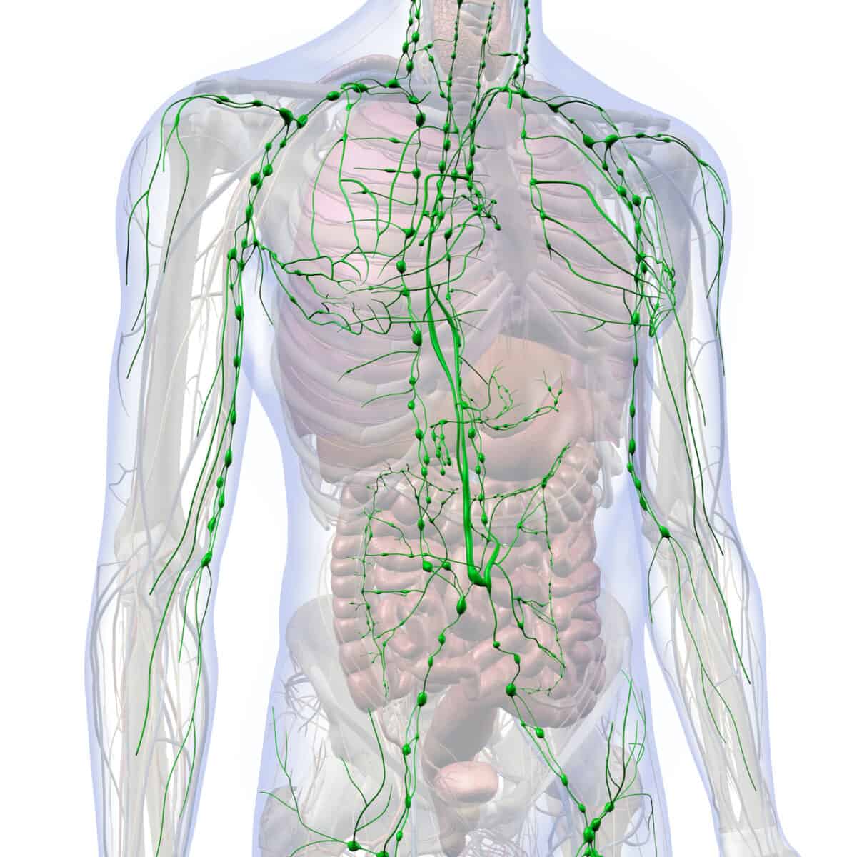 Lymphatic System | mindbodysoul holistic health