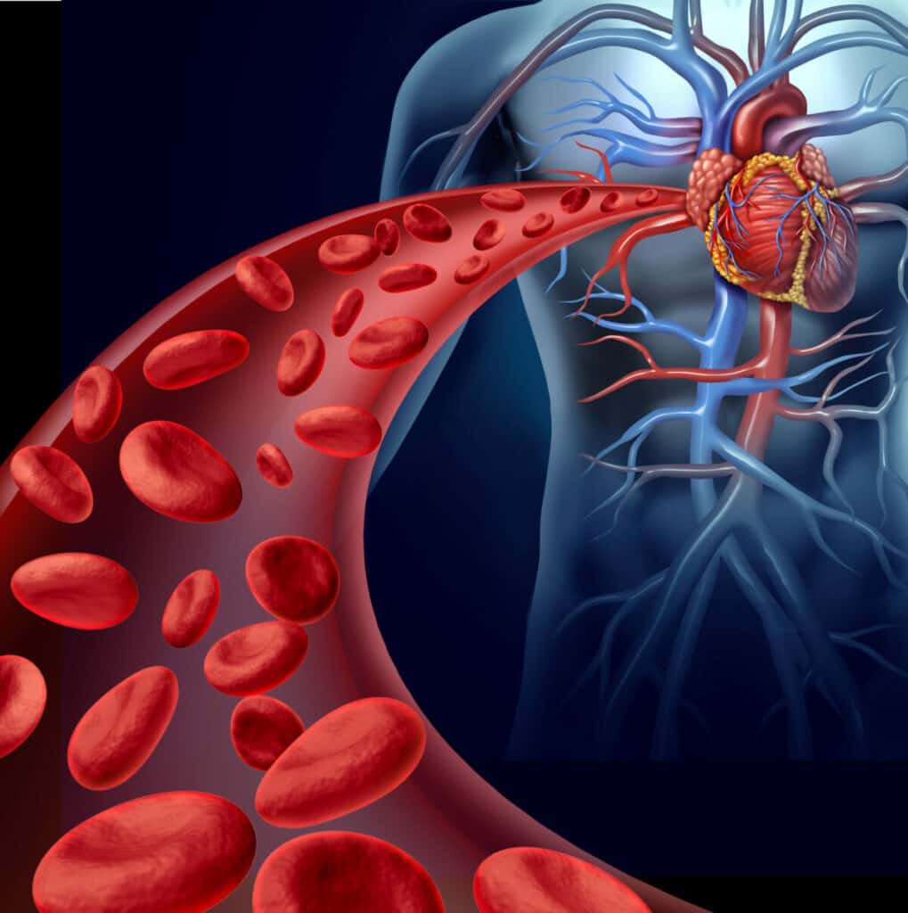 Heart Disease | mindbodysoul holistic health