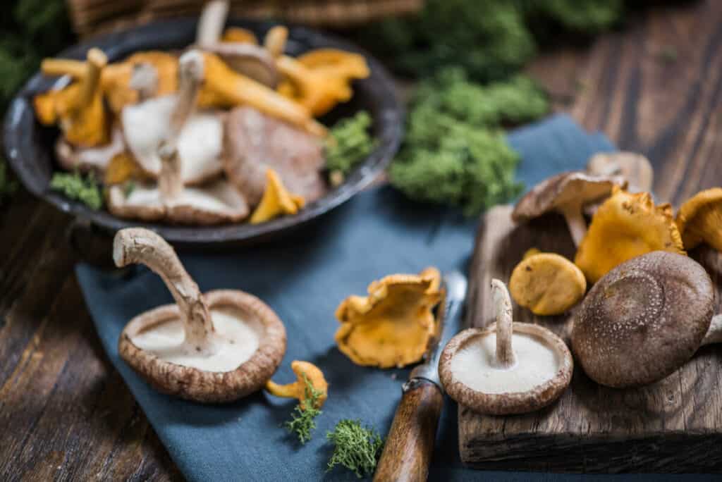 Medicinal Mushrooms | mindbodysoul holistic health