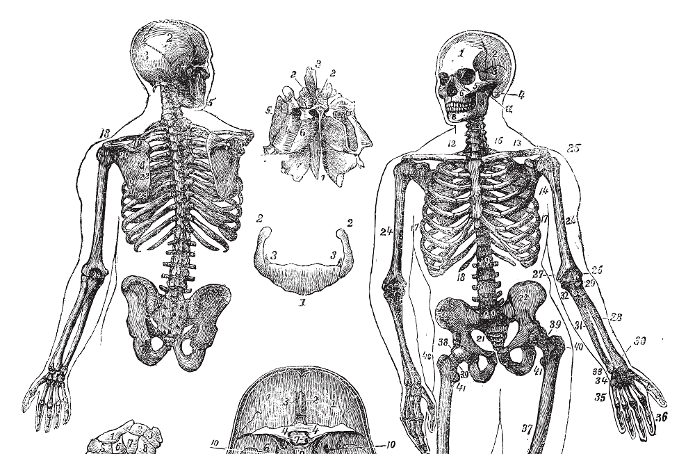 Bone Health | mindbodysoul holistic health